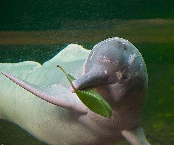 Study suggests dolphins in Brazil are training humans to fish