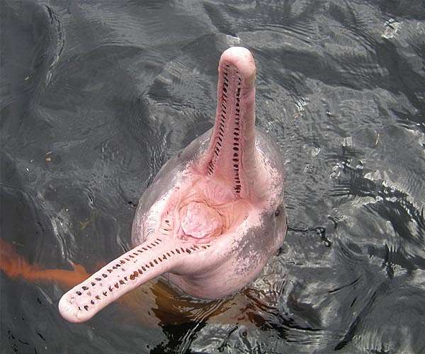 10% of dolphins killed as Amazon drought hits lake: study