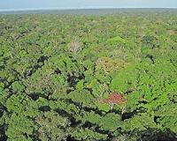 The population of a tropical tree increases mostly in places where it is rare