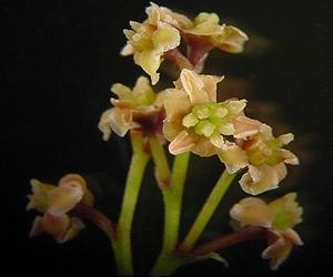 New Genetic Study Helps To Solve Darwin's Mystery About The Ancient Evolution Of Flowering Plants
