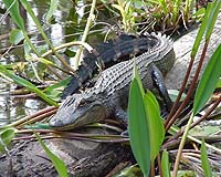 How Alligators Rock And Roll