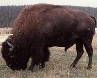 Mexico ranch helps American bison make a comeback