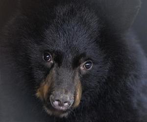 Bears Uncouple Temperature And Metabolism For Hibernation