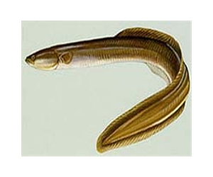 Slippery eel slides towards disaster