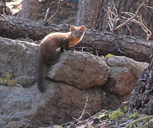 Fewer marten detections in California forest linked to decline in habitat