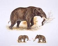 42 mastodon bones found in Michigan backyard
