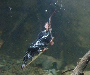 Diving shrews - heat before you leap