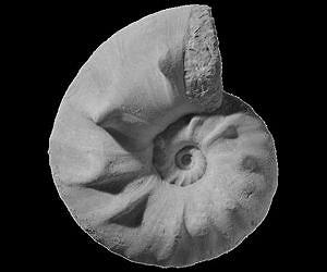 Ups and downs of biodiversity after mass extinction