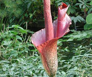 Plants mimic scent of pollinating beetles