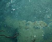 Scavenging to survive below the seafloor