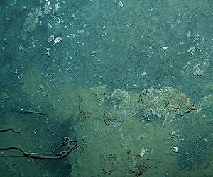 Study finds novel worm community affecting methane release in ocean