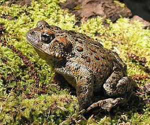 Biodiversity helps dilute infectious disease, reduce its severity