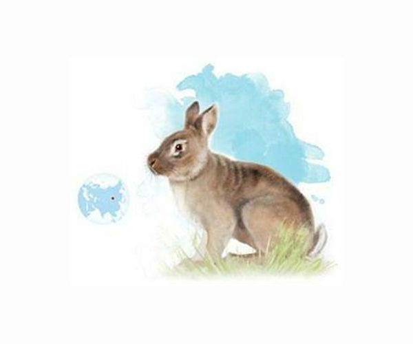 Fluffy nuisance: Paris sends Invalides rabbits into exile