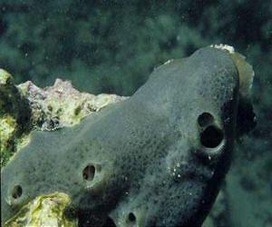 Clues to nervous system evolution found in nerve-less sponge