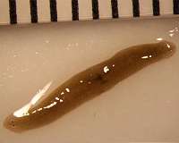 Space-traveling flatworms help scientists enhance understanding of regenerative health