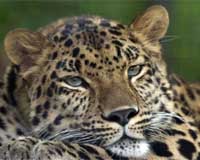 Leopard Project Moves Pipes Aside