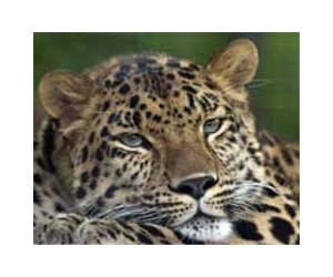Police shoot dead rare leopard in Indonesia