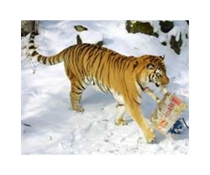 WWF fears for Siberian tiger after Russian oil leak