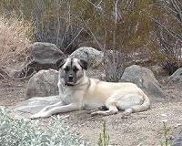 Dogs were domesticated not once, but twice