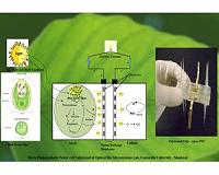 Micro photosynthetic power cells may be the next green energy source