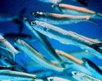 Anchovy is king in Peru, for now