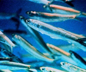 Environmentalists fear EU will fail to save its fish
