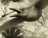 125-million-year-old wing sheds new light on the evolution of flight