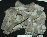 Study explores ancient ecosystem response to a 'big 5' mass extinction