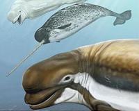 Narwhal tusk size plays role in sexual selection, researchers say