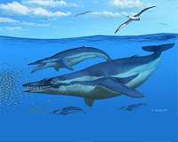 Ancient whales were fierce predators, not filter feeders
