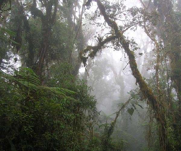 Ability of forests to sequester carbon may become more limited