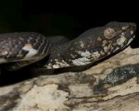 Researchers quantify viper strike with high-speed video