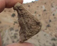 Reptile fossils offer clues about elevation history of Andes Mountains