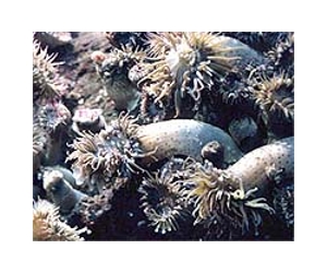 Scientists surprised to discover anemones living under antarctic ice