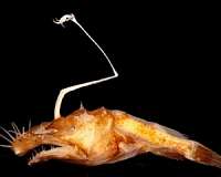 Watch first-ever footage of living anglerfish