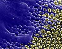 'Honeycomb' of nanotubes could boost genetic engineering