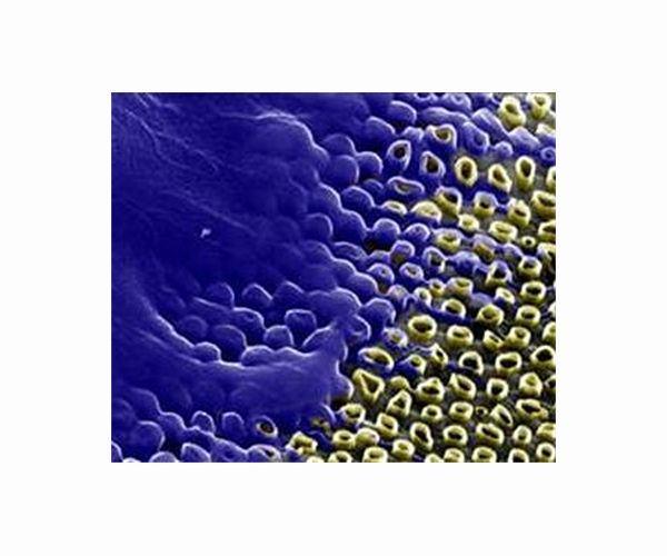 Solar energy integration in animal cells achieved by Japanese scientists