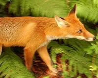 Feral cats, foxes hunting Australian mammals to brink of extinction