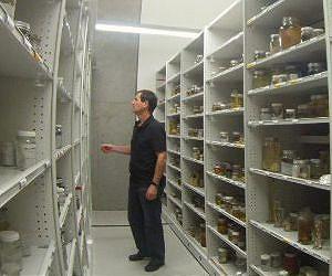 New species literally spend decades on the shelf