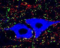 Salk scientists reveal circuitry of fundamental motor circuit