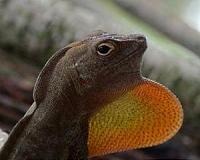 Two degrees decimated Puerto Rico's insect populations