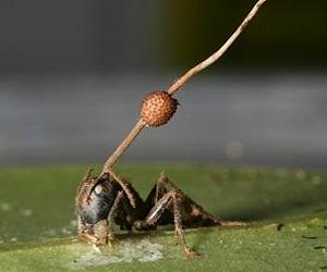 Fossil Reveals 48-Million-Year History Of Zombie Ants