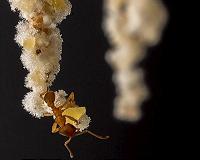 Crop domestication is a balancing act