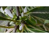 Fiji ants farm plants, study shows