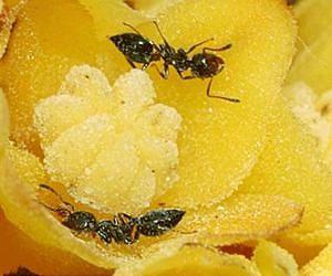 Just what makes that little old ant change a flower's nectar content?