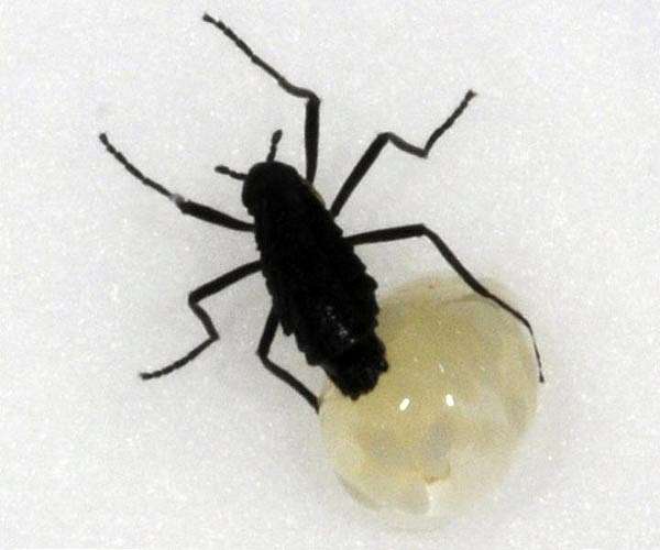 Antarctica's Only Native Insect Adapts to Extreme Climate with Unique Dormancy Strategy