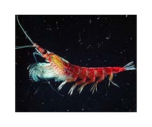 Antarctic krill help to fertilize Southern Ocean with iron