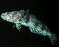 Antarctic species threatened by willful misinterpretation of legal treaty