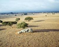 Portuguese cattle farmers desperately wait for rain