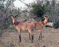 Bringing water to Kenya's drought-stricken wildlife